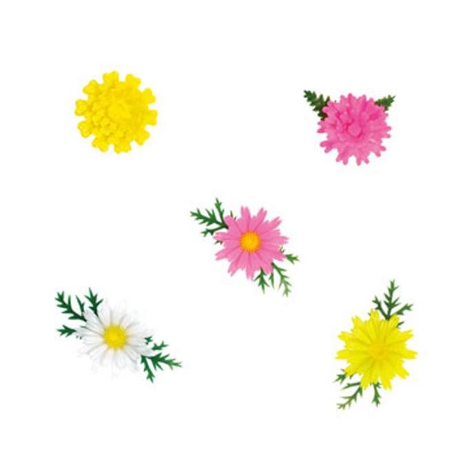 菊